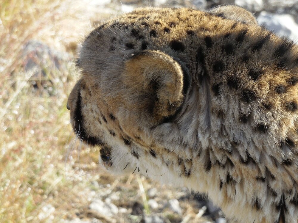 Фото Aloegrove Safari Lodge