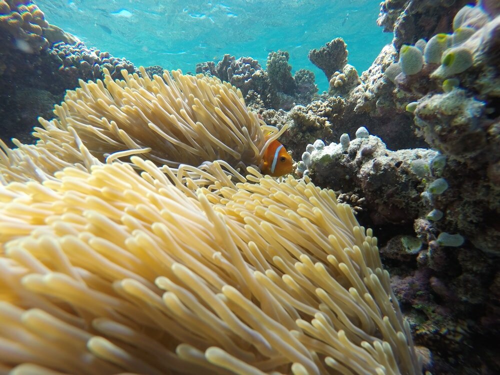 Фото Palm Residence