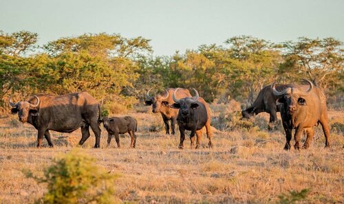 Гостиница African Safari Lodge