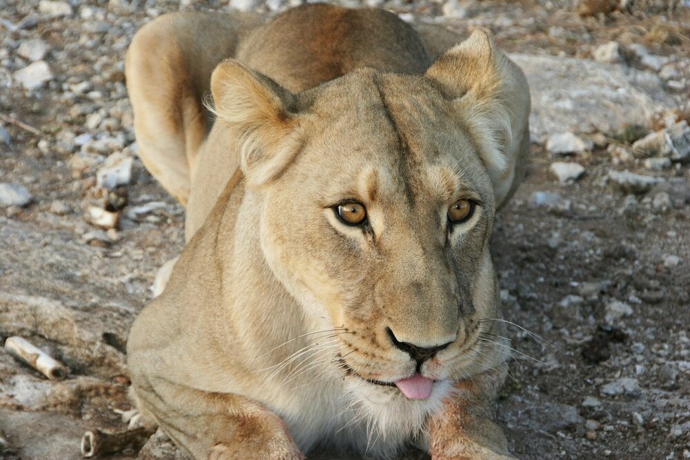 Фото Aloegrove Safari Lodge