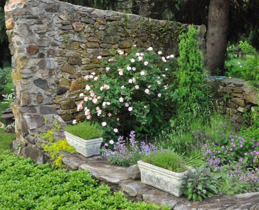 Фото Wild Wisteria