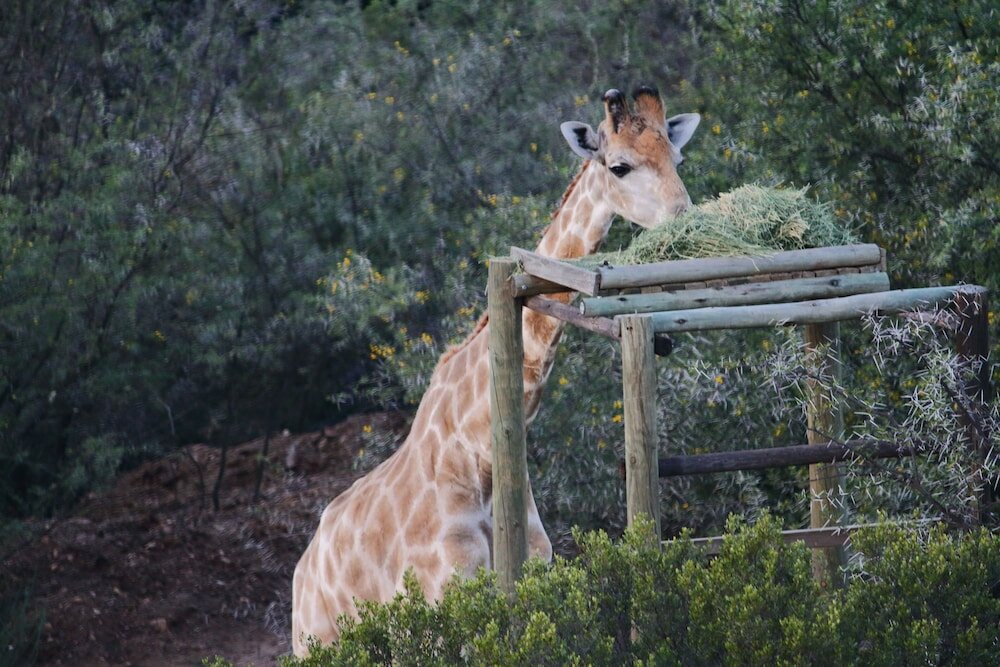 Фото Zwartberg View Mountain Lodge