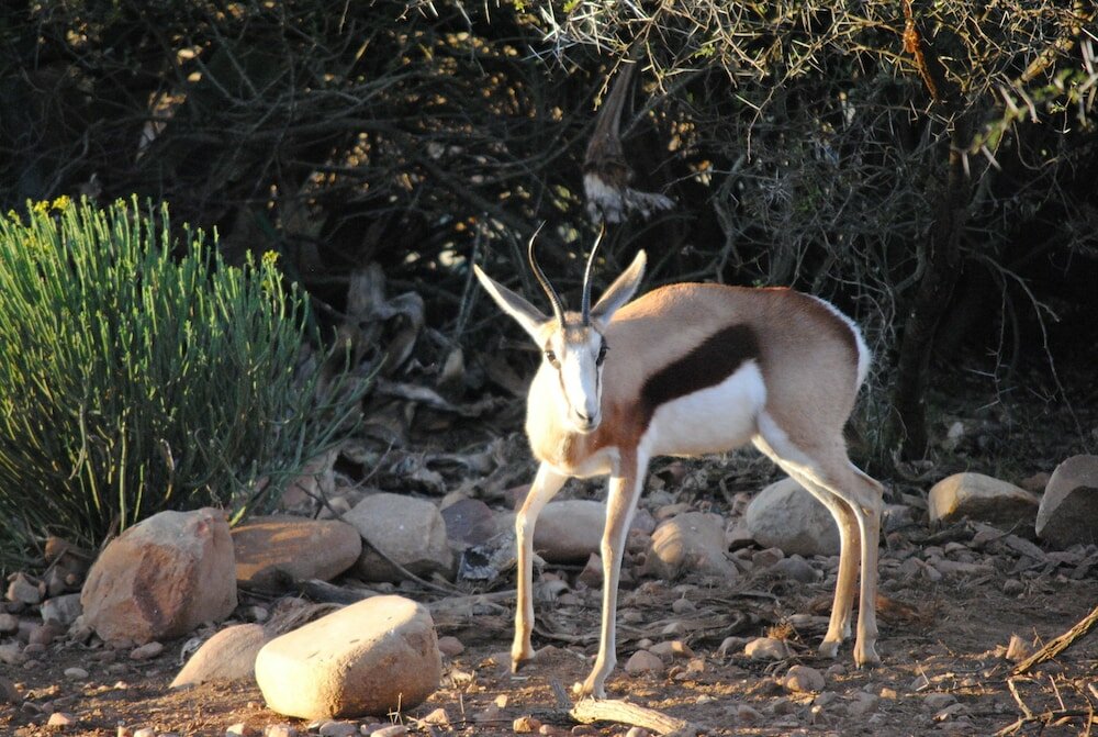 Фото Zwartberg View Mountain Lodge