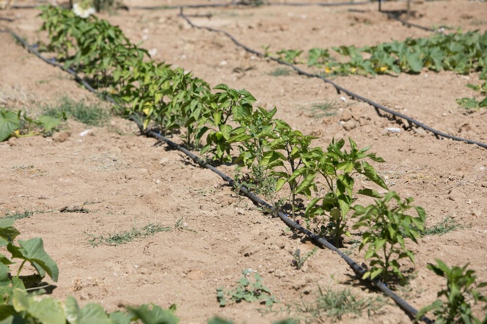 Фото Iliada Villas