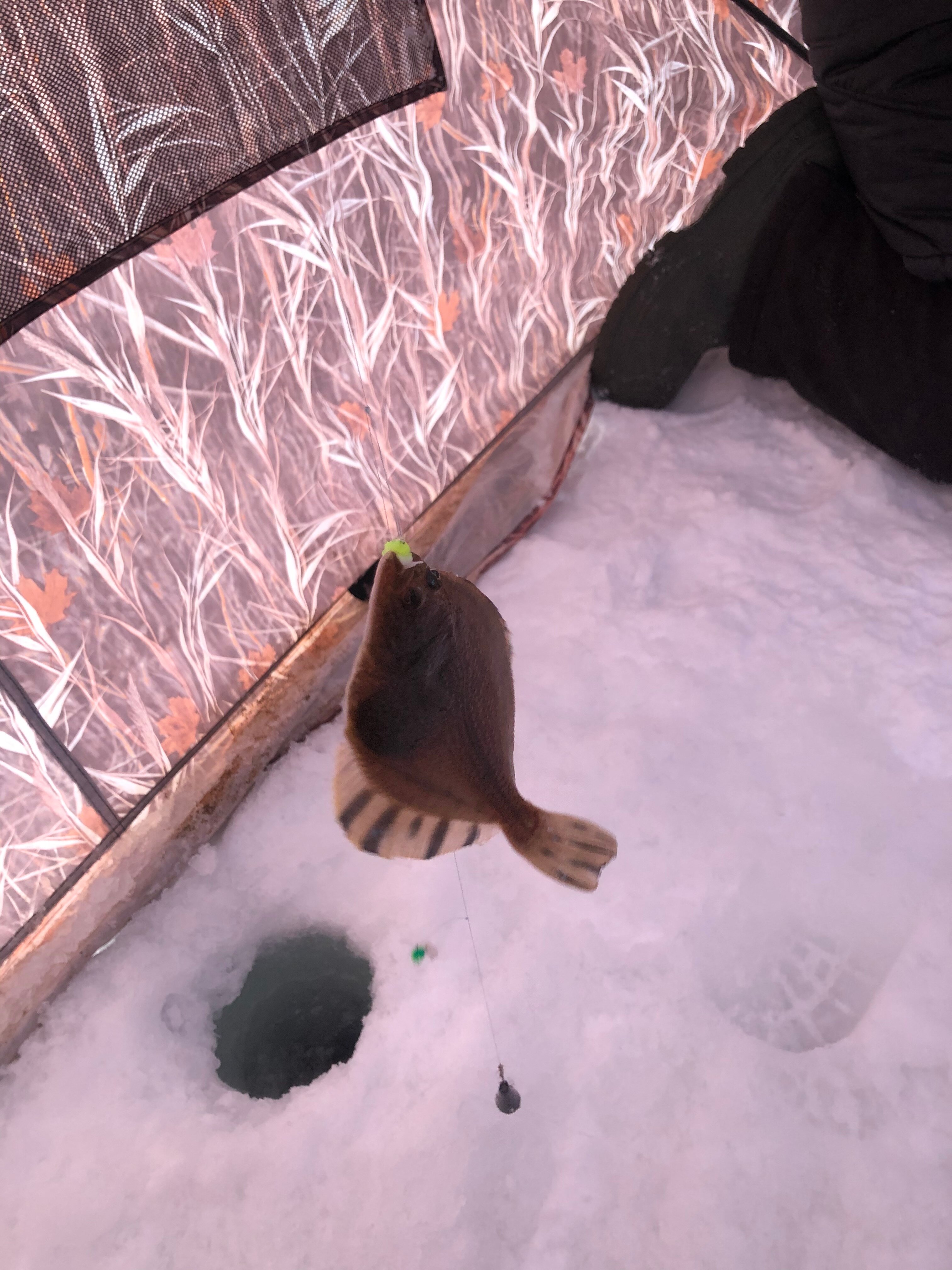 Фото ПроЛосось