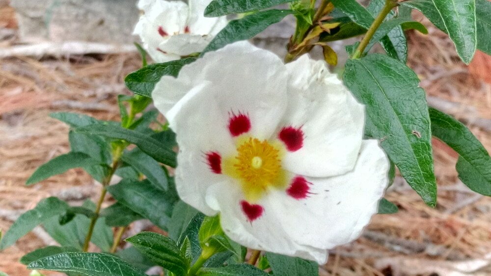 Фото Bethany Manor Bed & Breakfast