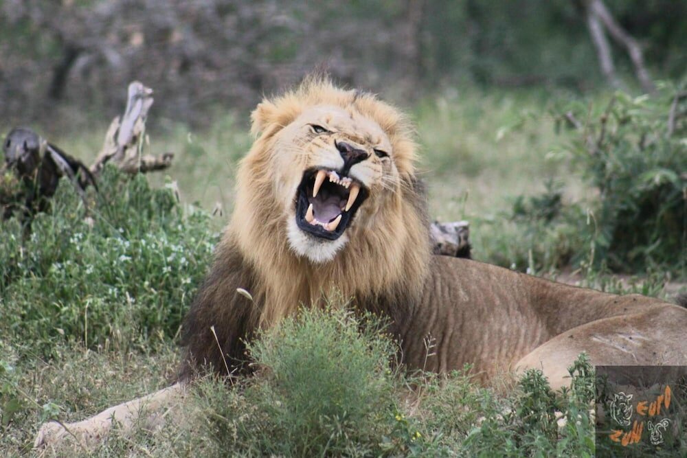 Фото Lodge Afrique