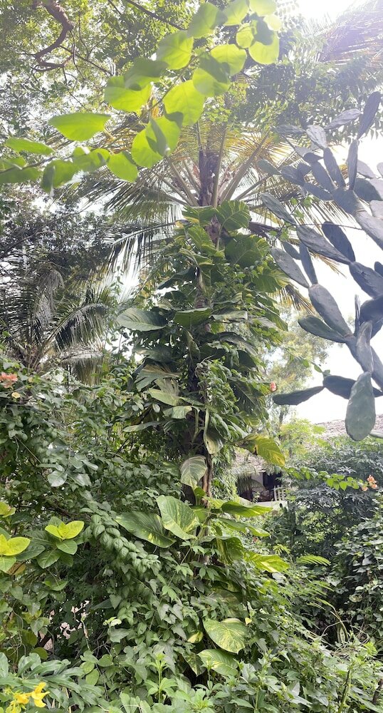 Фото Atii Garden Bungalows