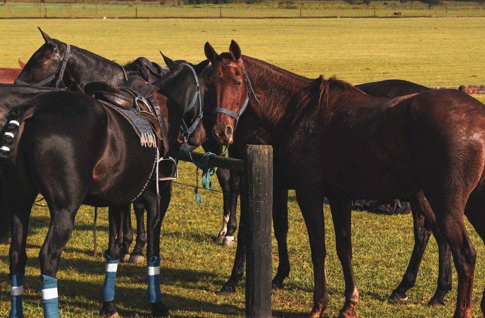 Фото Wyndham Garden Luján