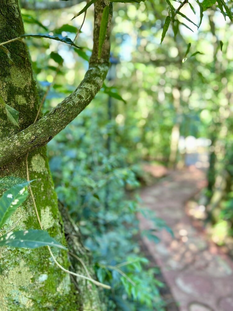 Фото Rainforest Hotel & Cabañas