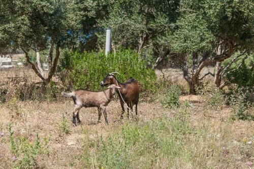 Гостиница Olive Tree Farm