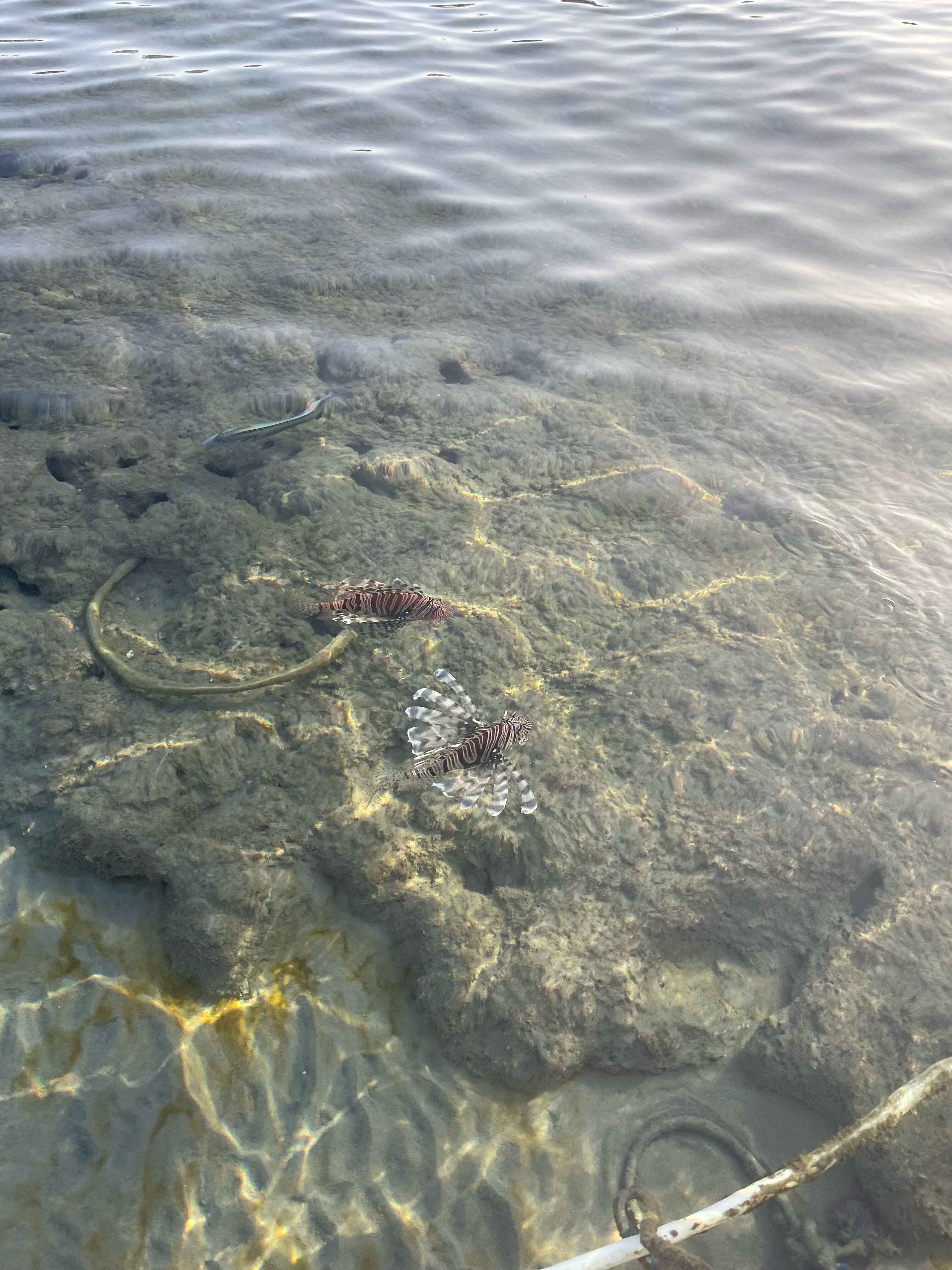 Фото Cataract Sharm Resort