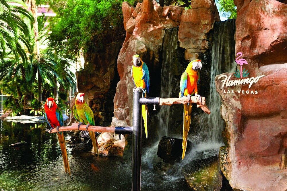 Фото Flamingo Las Vegas 