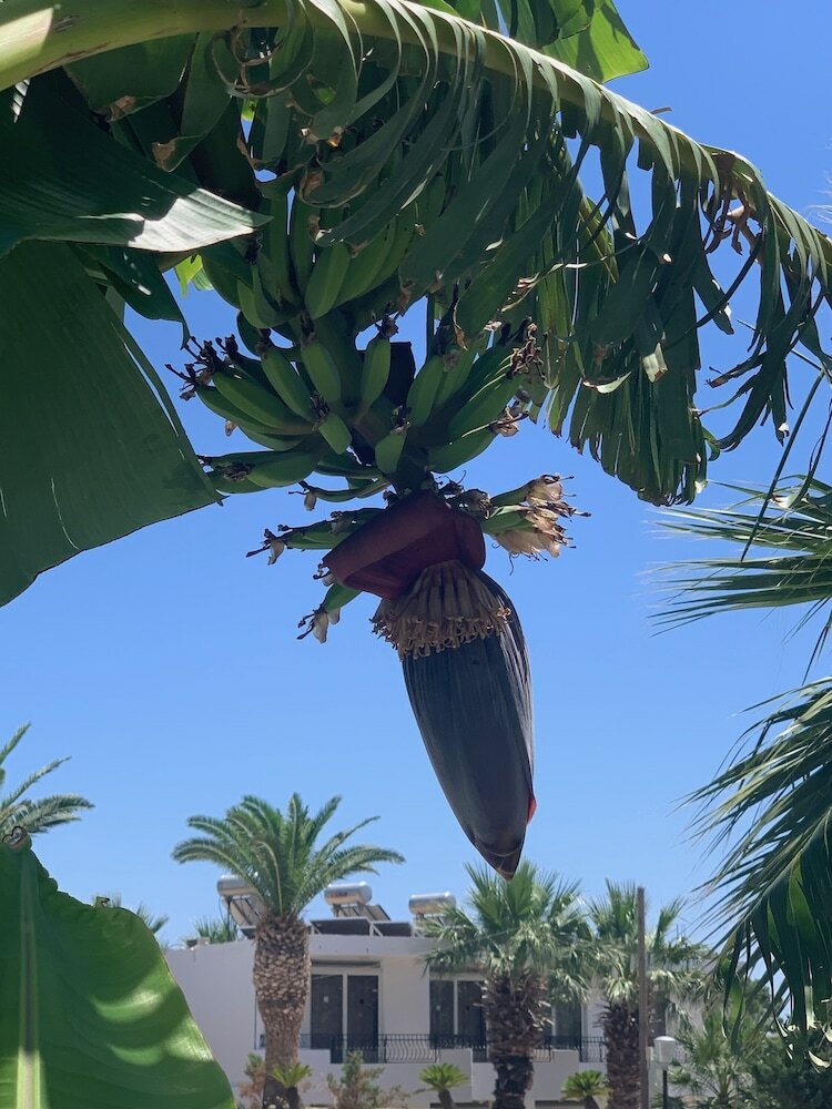 Фото Pals Studios Pefkos