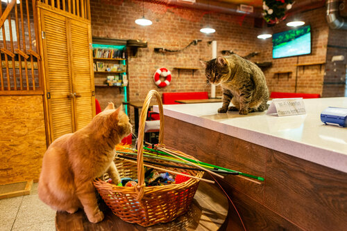 Котокафе MoreKoT