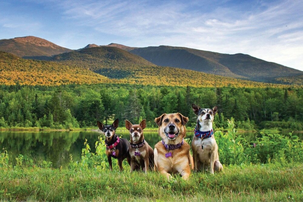 Фото Hotel Fauchere