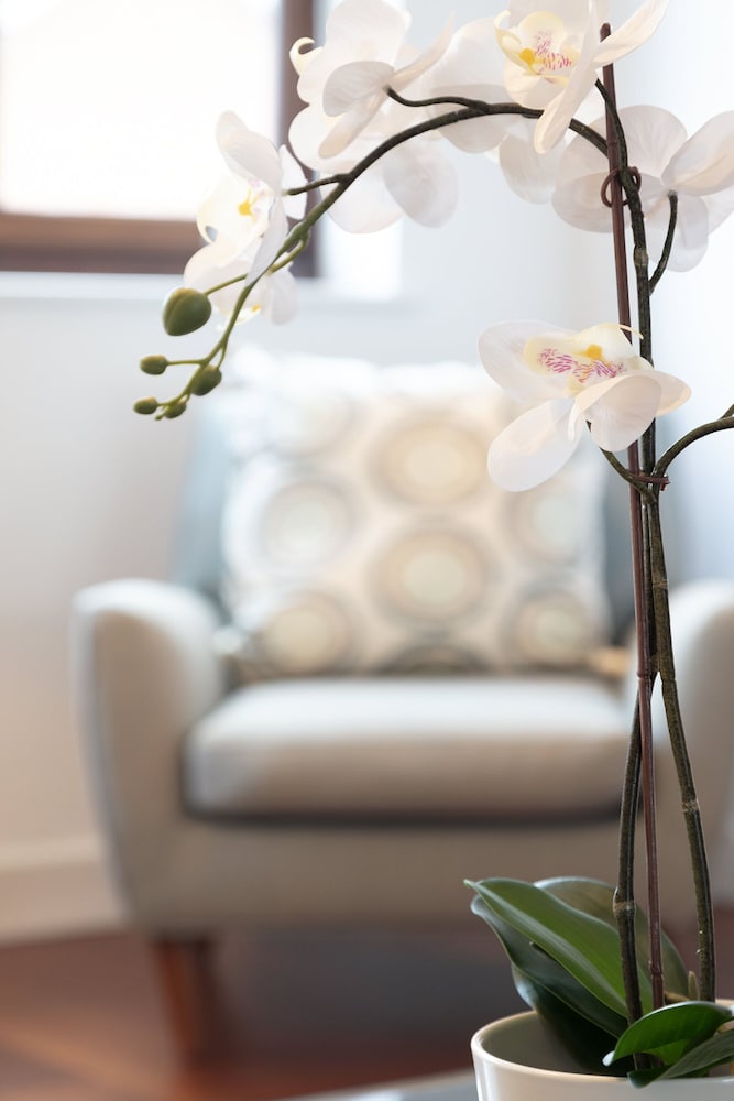 Фото Hampden Apartments - The Archie