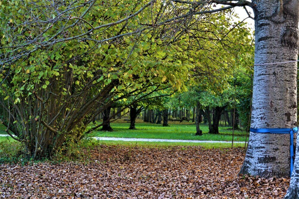 Фото Agriturismo Pra' d'Arca