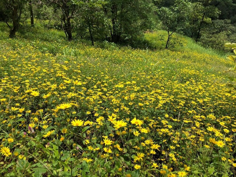 Фото Ananta Ecostays