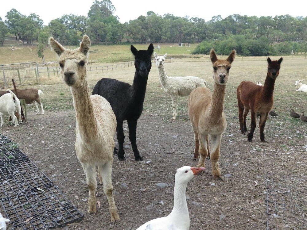 Фото Honeyeater Cottage
