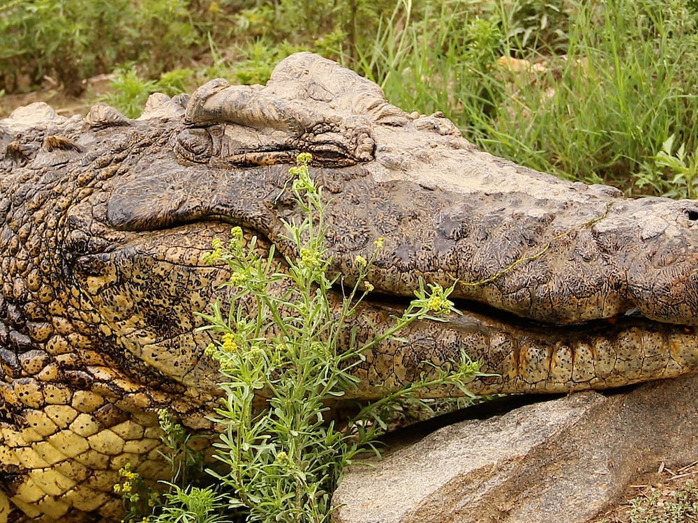 Фото Leopard Lodge