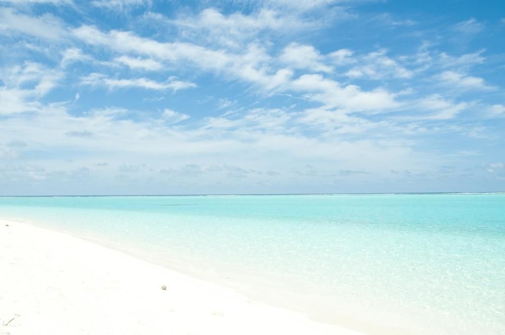 Фото Palm Garden