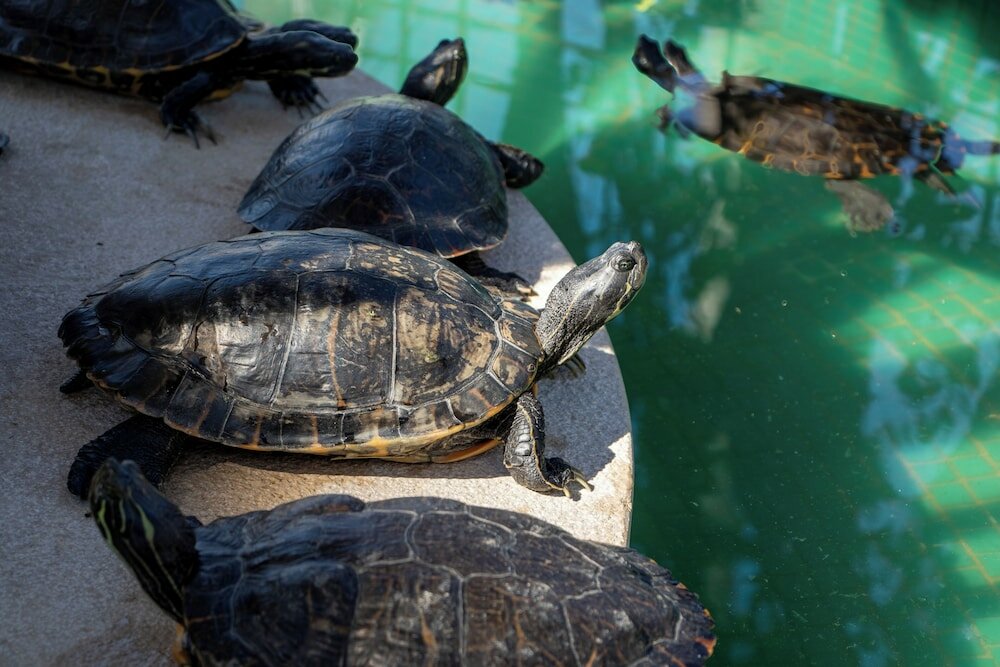 Фото Hotel Los Ángeles