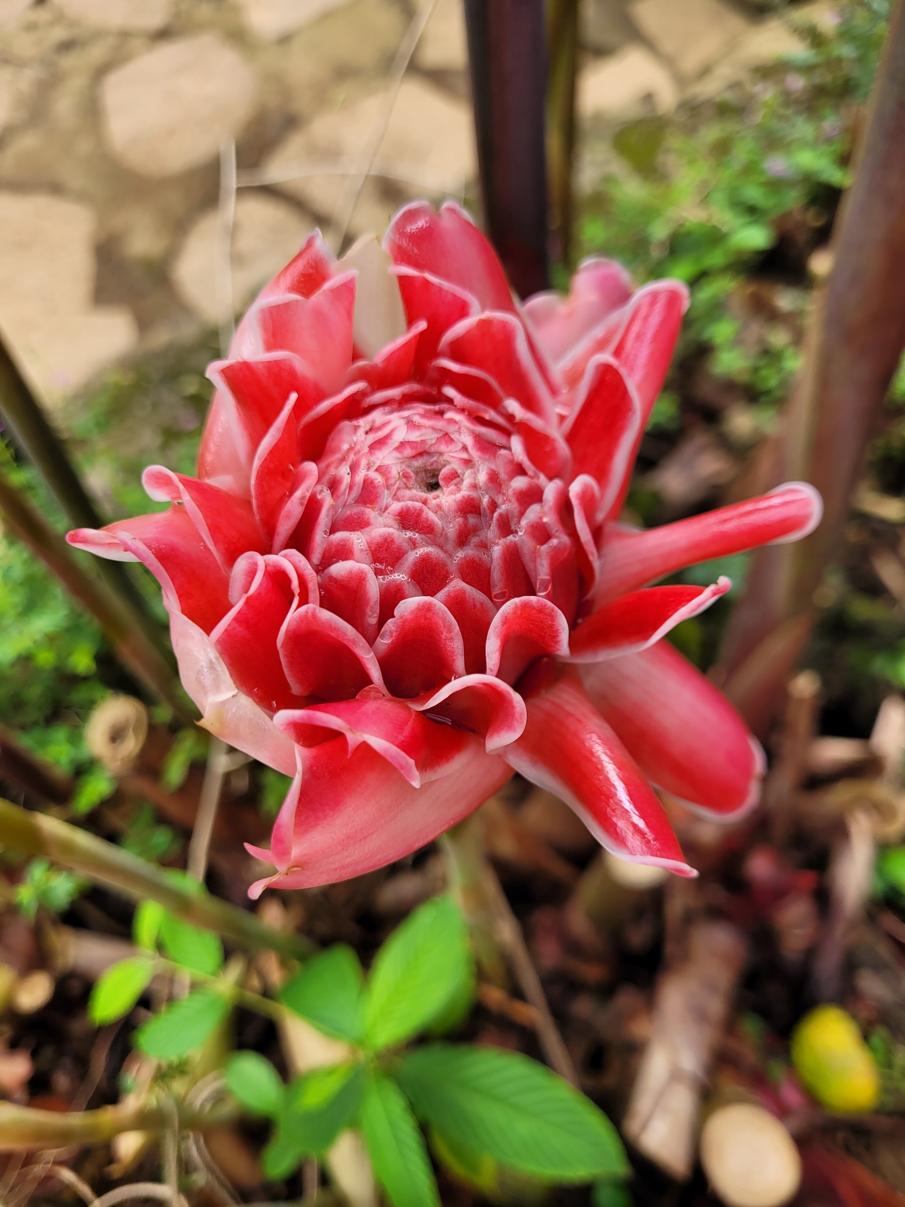 Фото Entebbe Palm Hotel