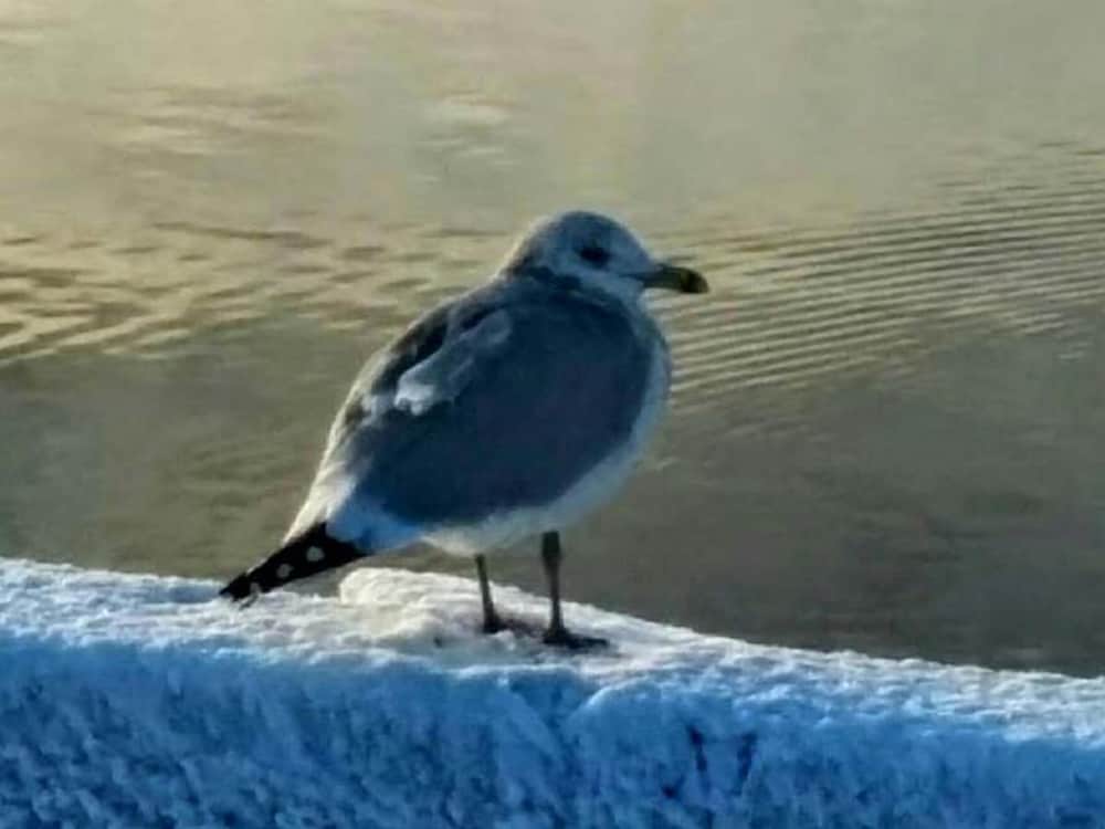 Фото Braeside Country Inn