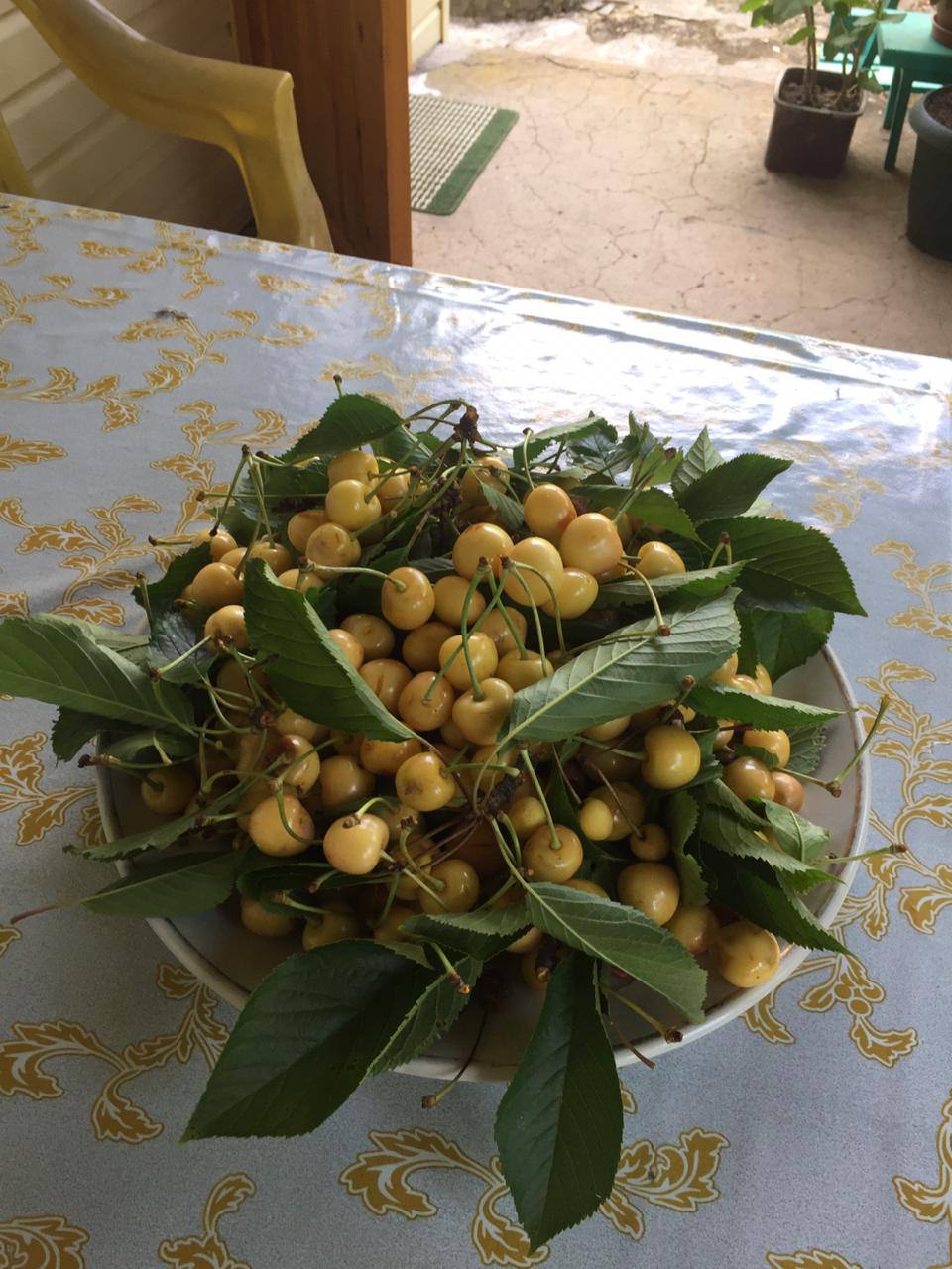 Фото Гостевой дом Гагра