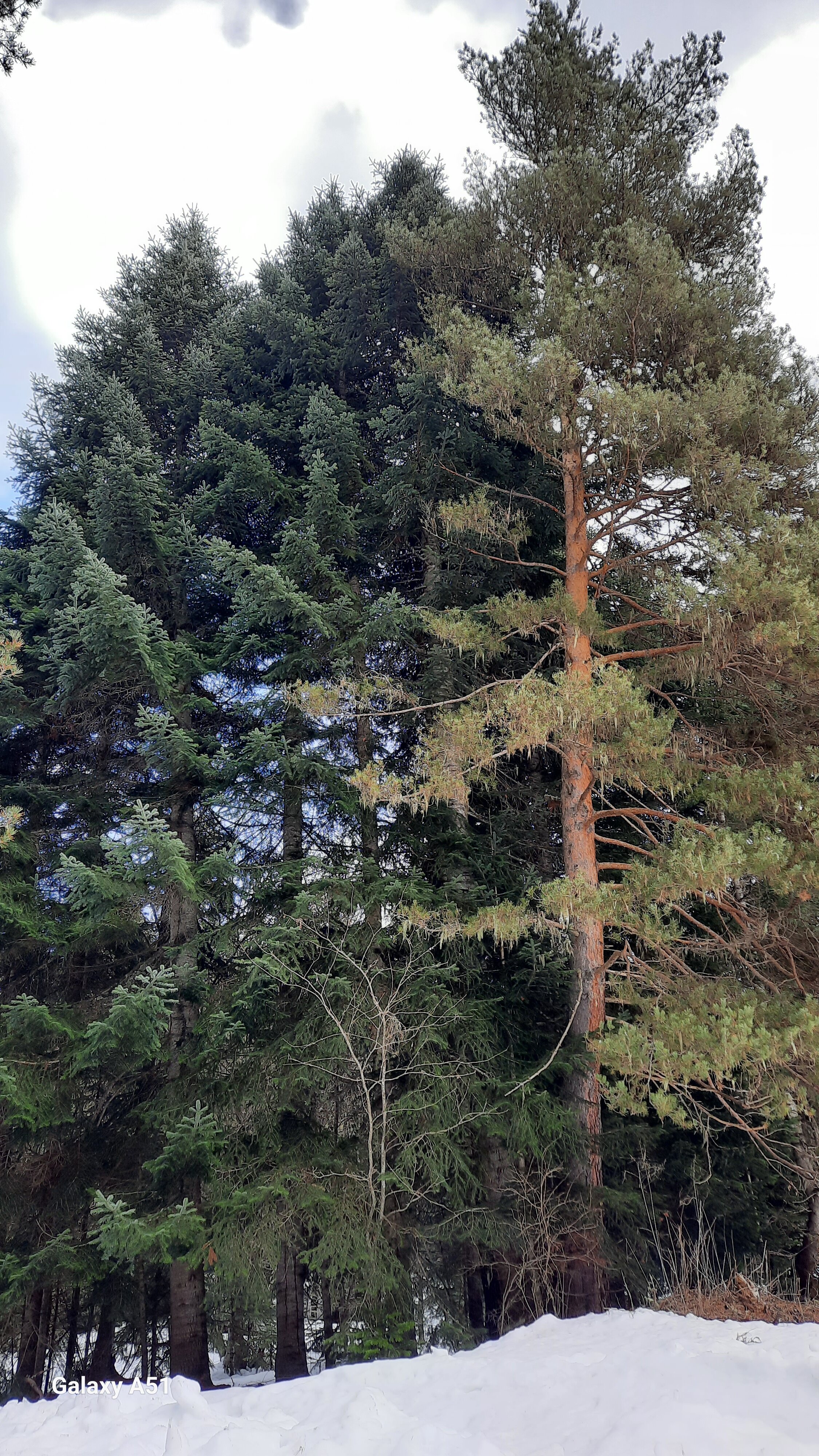 Фото Greenhouse 1599