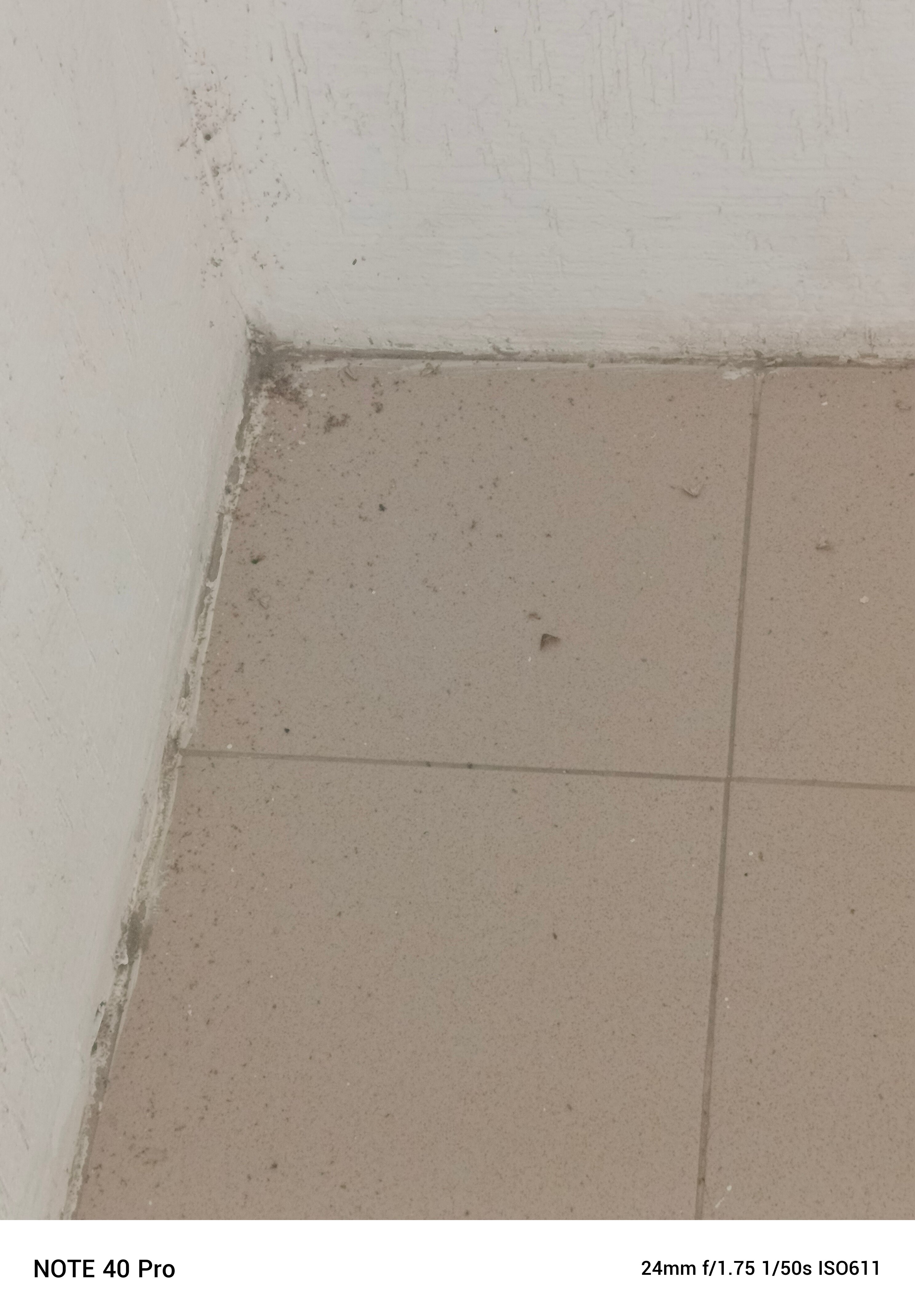 Фото Ласточка