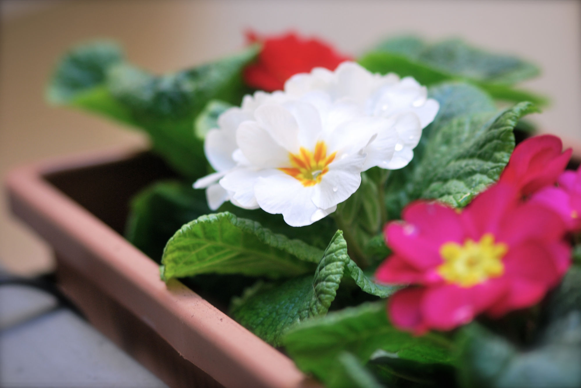 Фото Il Quadrifoglio Room&Suite