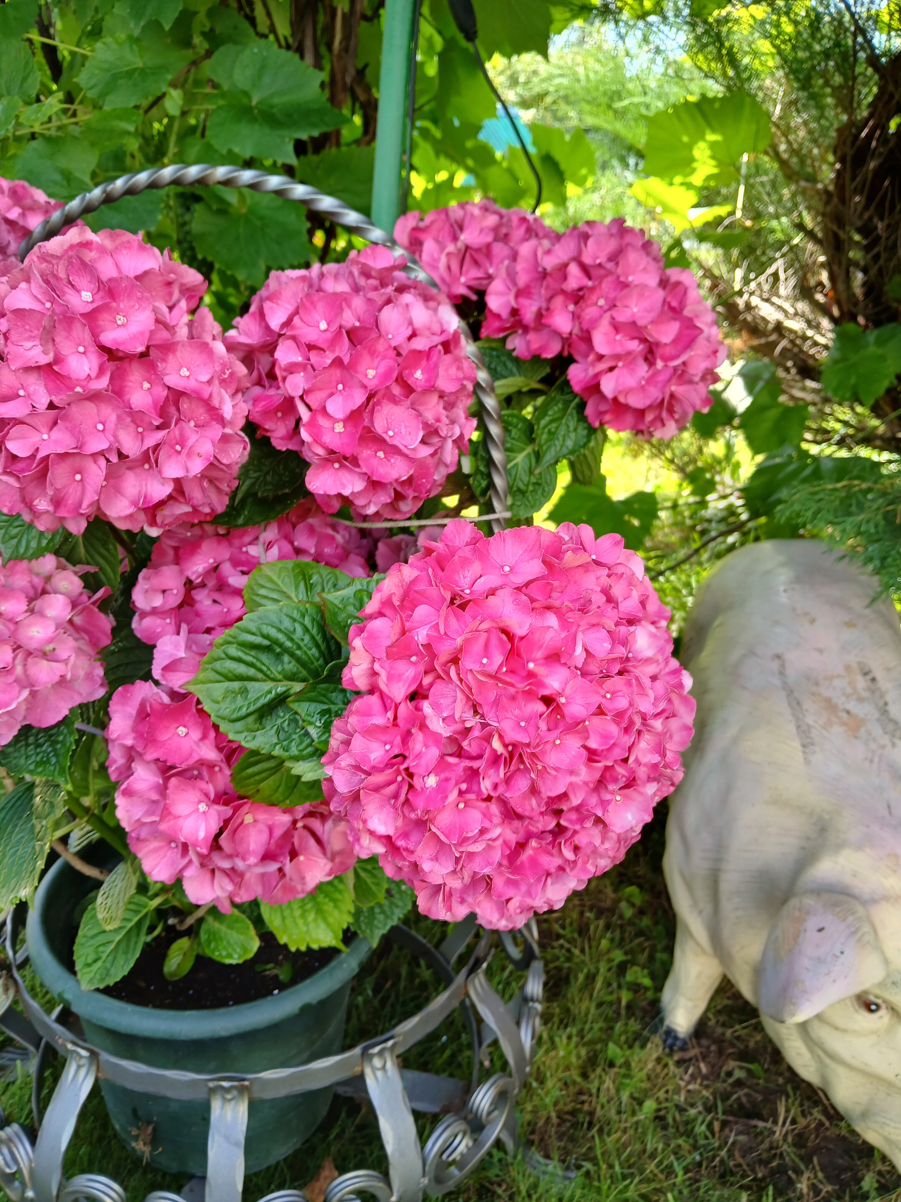 Фото Кентавр