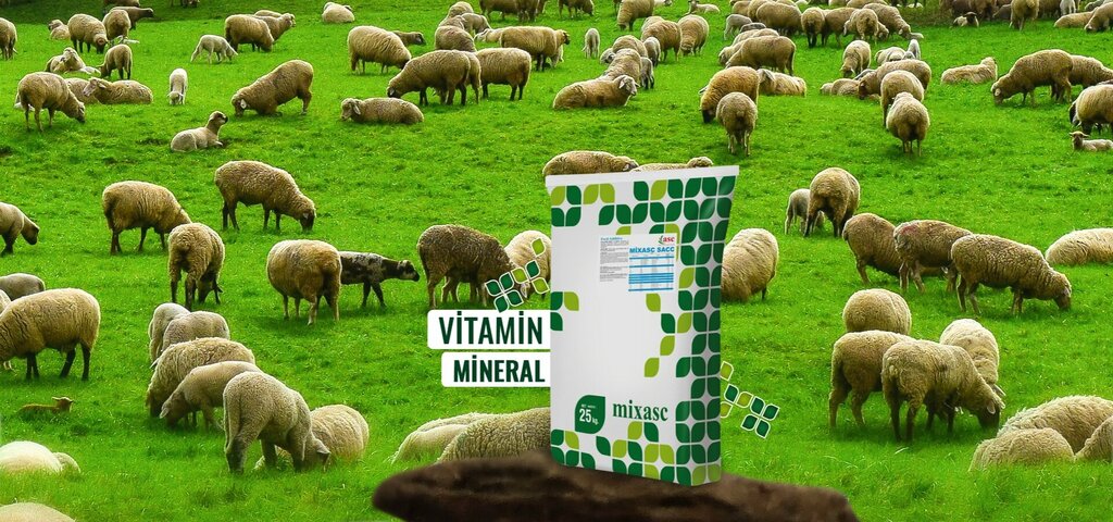 Animal farm Asc Agriculture, Konya, photo