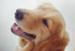 Multivet (İstanbul, Sancaktepe, Abdurrahmangazi Mah., Ebubekir Cad., 24A) ، عيادة بيطرية