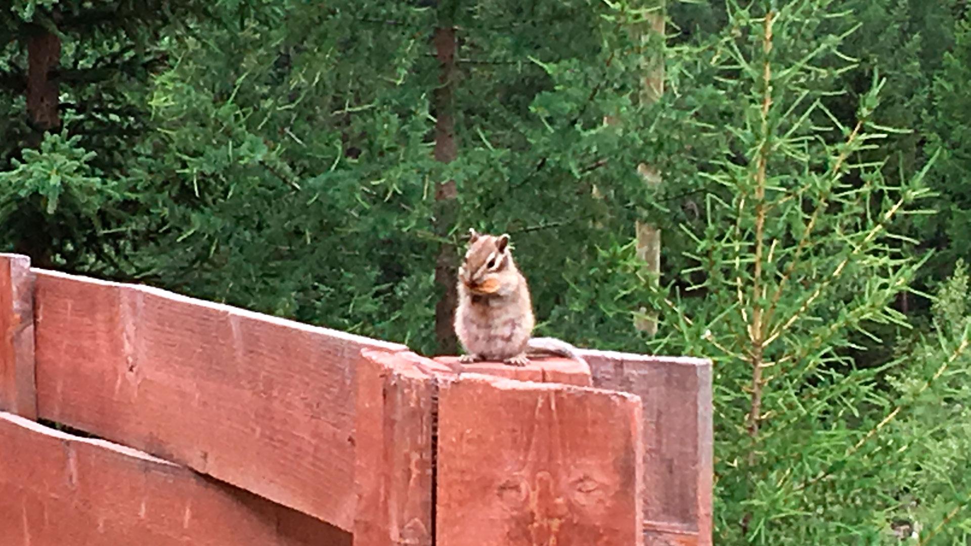 Фото Красные ворота