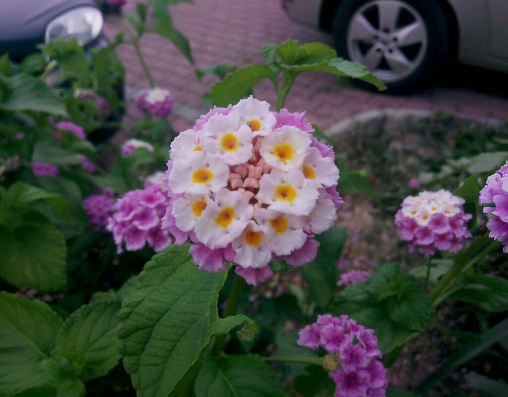 Park Ugur Mumcu Park, Antalya, photo