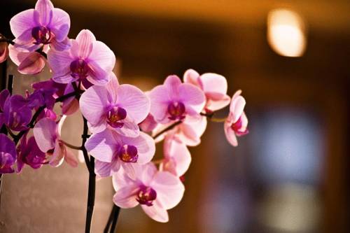 Фото Best Western Hôtel de Dieppe