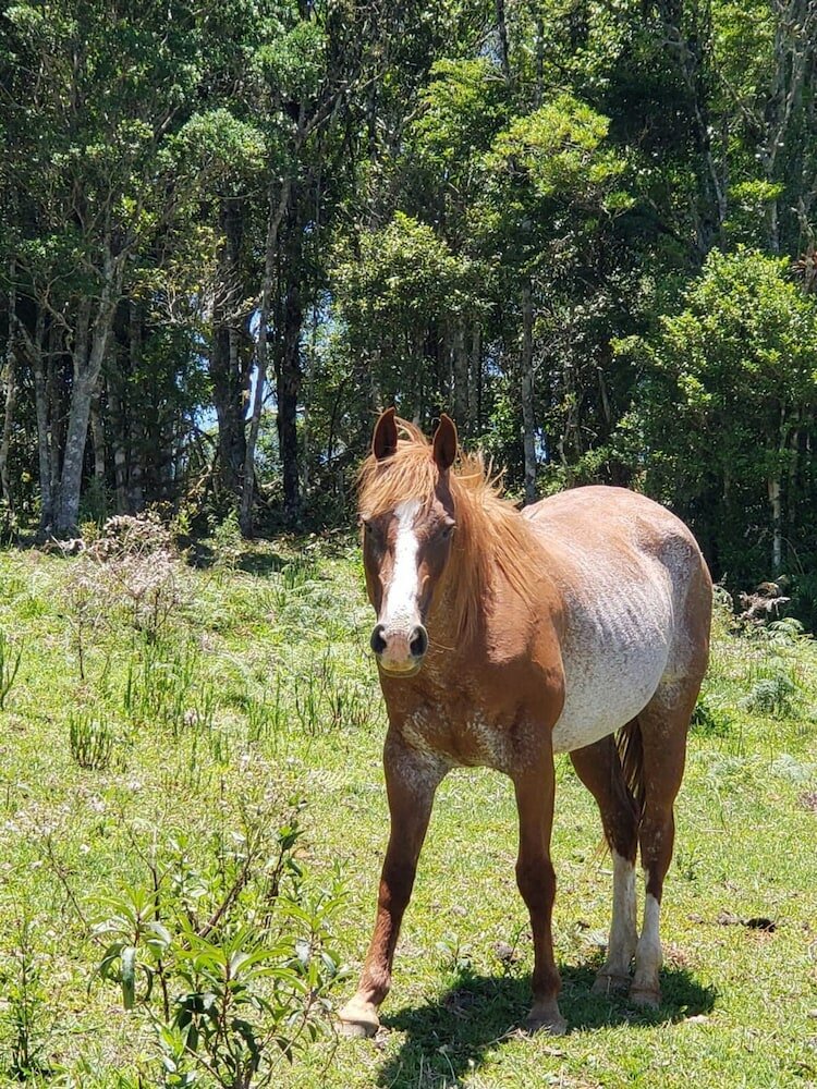 Фото Rancho Sol Poente - Rancho Queimado