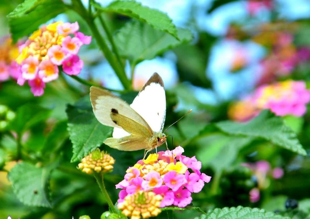 Фото The Olive House