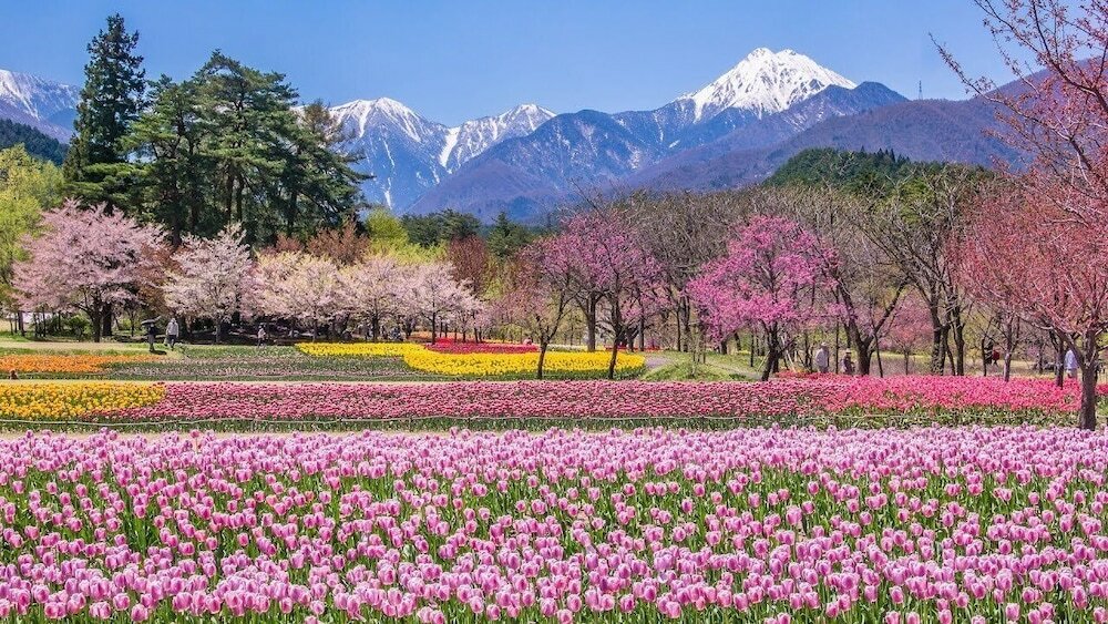 Фото Kongoji Syukubo Seihoin
