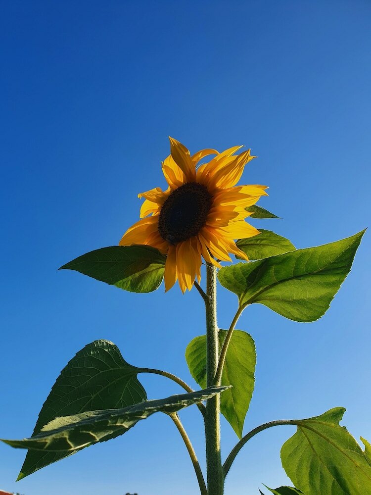 Фото Dartmoor Reach Alpaca Farm