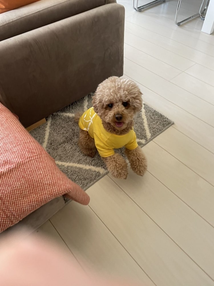 Фото Mt. Fuji koko wantyanOK sintikubessō