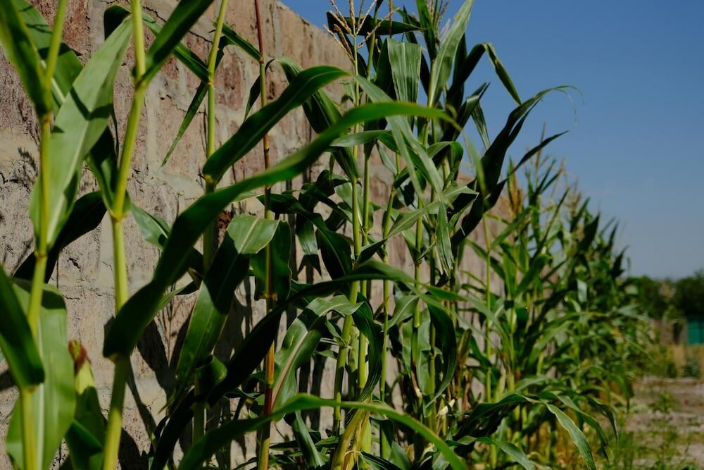 Фото Seva Vegetarian Guesthouse in Byurakan