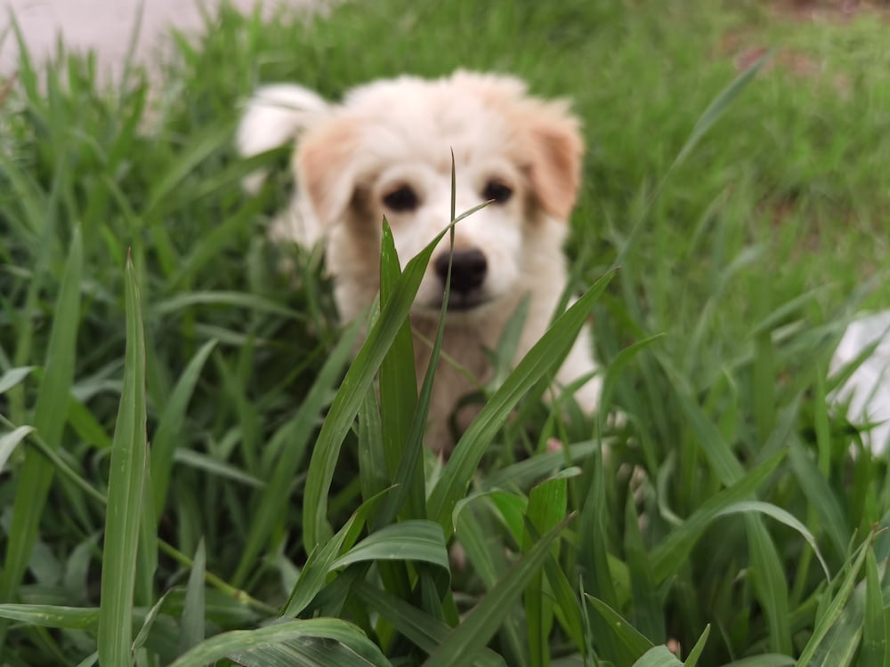 Фото Shanyutianyuan