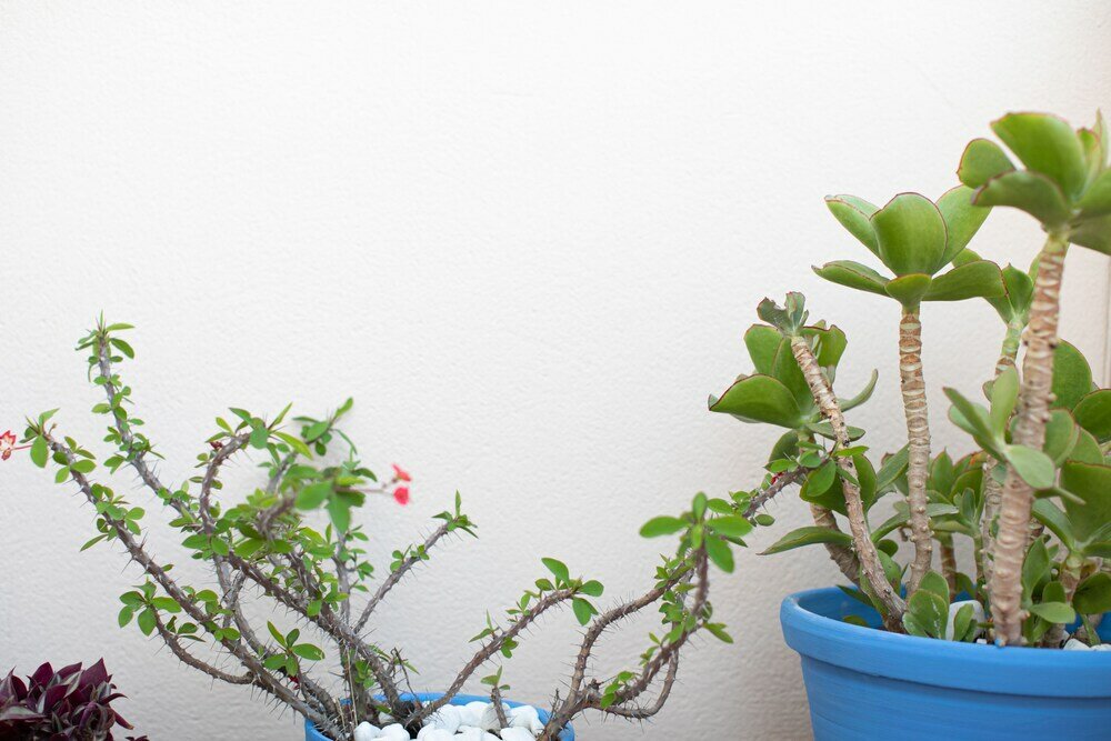 Фото El Ático de la Palmera