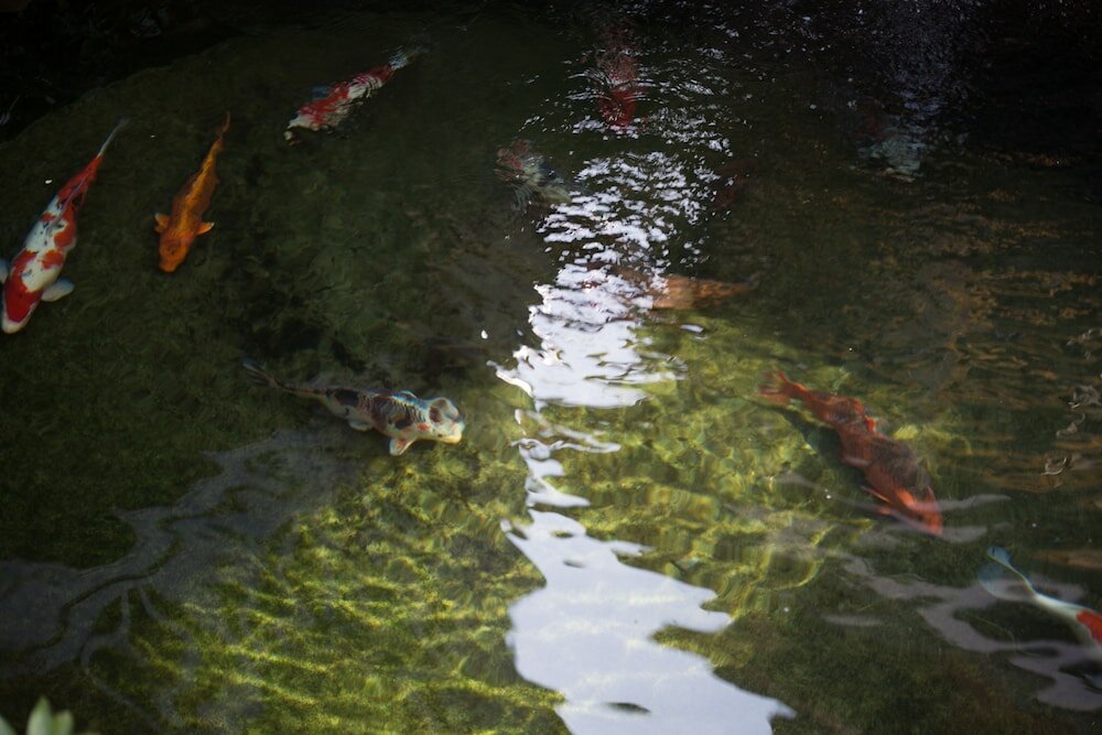 Фото Lijiang Xueshanyu Inn