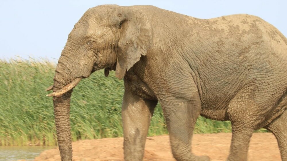 Фото Elephants Footprint Lodge