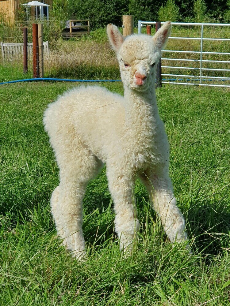 Фото Dartmoor Reach Alpaca Farm